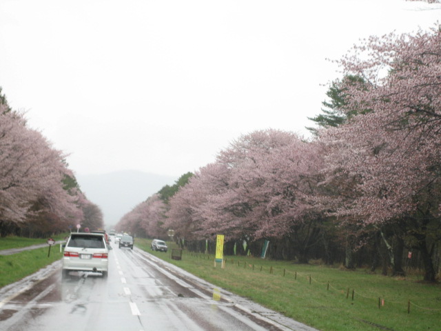 雨の日のお花見_d0009101_13395229.jpg