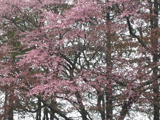 雨の日のお花見_d0009101_13481252.jpg