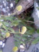 c0073332_10162895.jpg