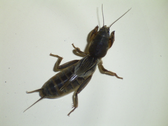 オケラ_b0097747_10155020.jpg