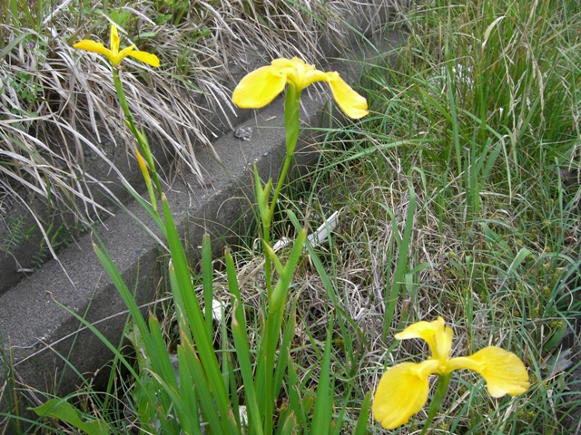 d0029756_17402363.jpg
