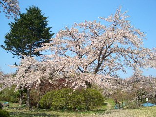 早掛沼公園の桜_c0024861_17424051.jpg