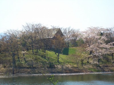 早掛沼公園の桜_c0024861_17452418.jpg