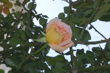 カクテル以外のツルバラも咲き始めた！（２００６・５・１５）_c0014967_913981.jpg