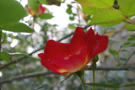 カクテル以外のツルバラも咲き始めた！（２００６・５・１５）_c0014967_9141039.jpg