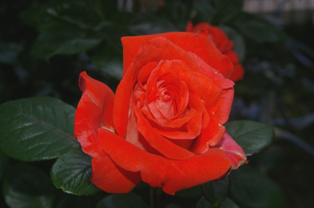 カクテル以外のツルバラも咲き始めた！（２００６・５・１５）_c0014967_91563.jpg
