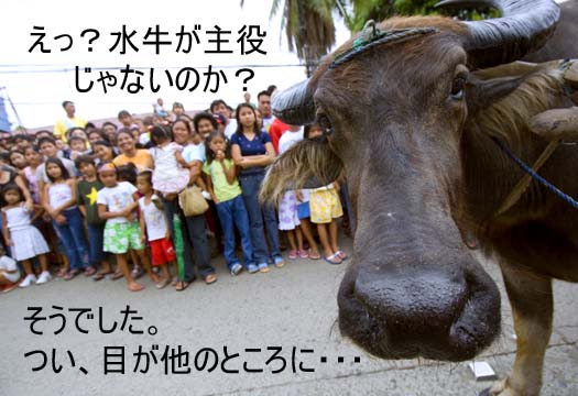 水牛祭り Pix Philippines フィリピンとかまあいろんな国からの写真 水牛祭り Pix Philippines フィリピンとかまあいろんな国からの写真