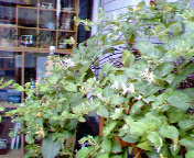 d0030693_1373254.jpg