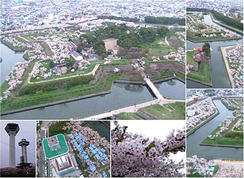 桜満開☆五稜郭_b0067302_20385962.jpg