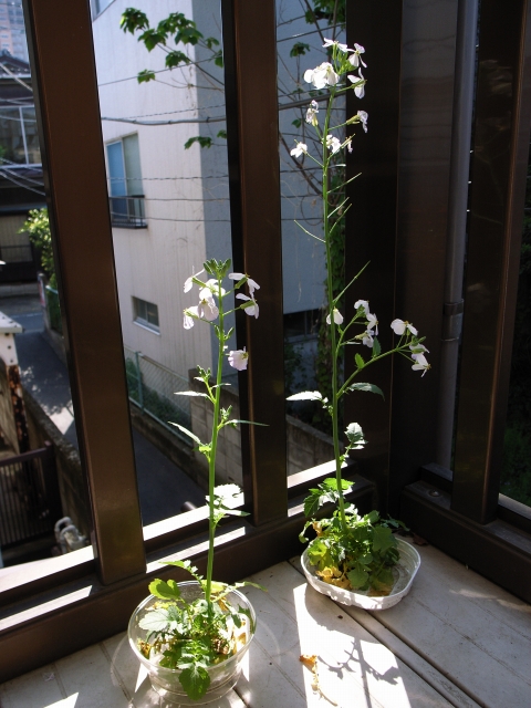 c0071611_7301085.jpg