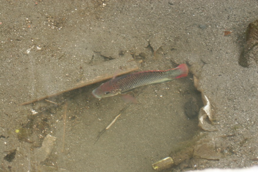 石和温泉郷夢の里・・ナイルテラピアの生きがい_f0081726_19212181.jpg