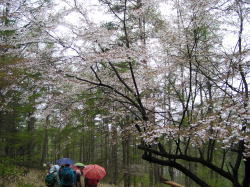 新緑の富士見高原ウォーク_f0019247_19342124.jpg