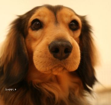 くっぴ虫刺され 写真と犬とキッチンと くっぴ虫刺され 写真と犬とキッチンと