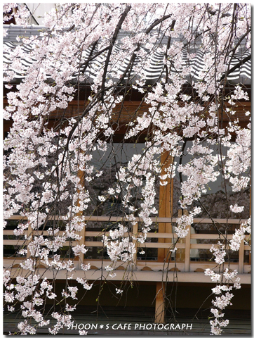 京の桜_d0065658_141625100.jpg