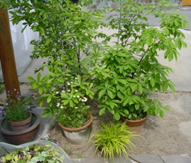 e0015964_21491859.jpg