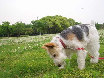 いなえ公園_a0046069_1141044.jpg