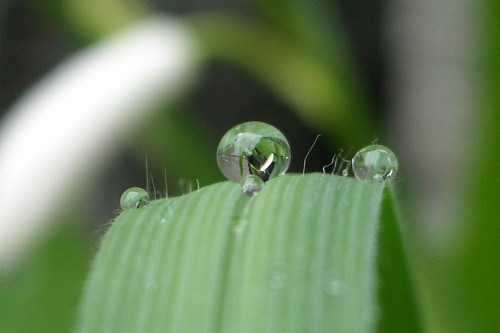 雨の雫_f0104569_2141325.jpg