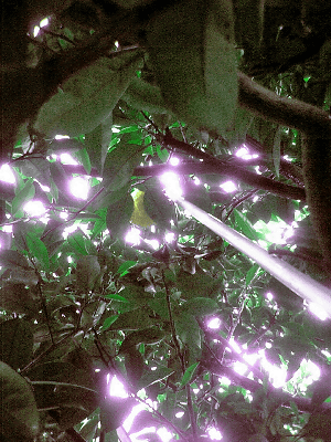 a0006605_1874991.gif