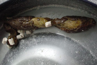 吐いた毛玉の量について 2 猫のお手入れ 吐いた毛玉の量について 2 猫のお手入れ