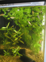 d0048332_1135662.gif