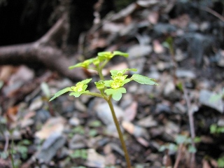 仙人ヶ岳の花達　4月2日_b0097836_17254364.jpg