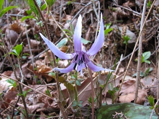 仙人ヶ岳の花達　4月2日_b0097836_17265258.jpg