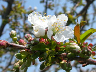 桜咲きました_e0004756_21105319.jpg