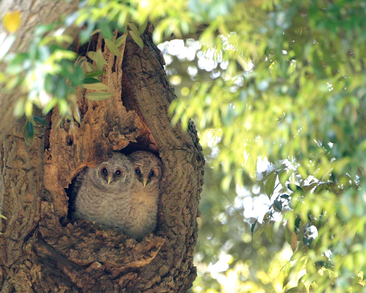 フクロウの雛その２（フクロウの雛ちゃんの可愛い壁紙です） - Life with Birds 3