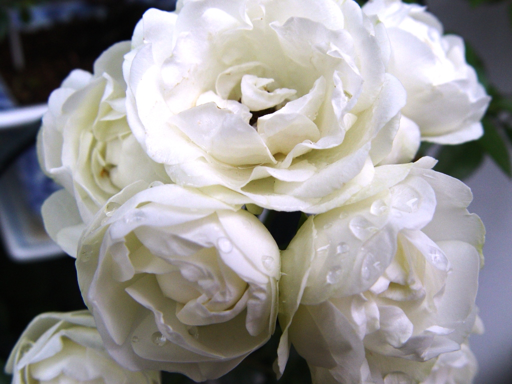 ポリアンサ ローズ 白雪姫 シュネープリンセス マサローズガーデン