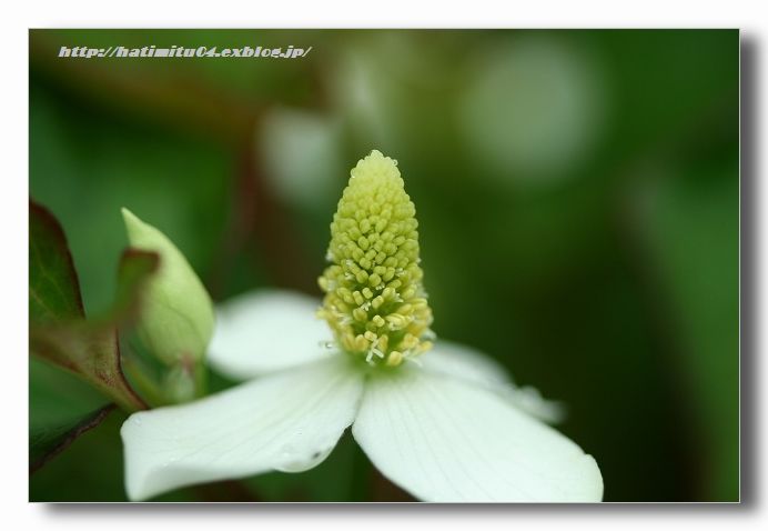 どくだみの花＆アマリリス_a0057905_18255166.jpg