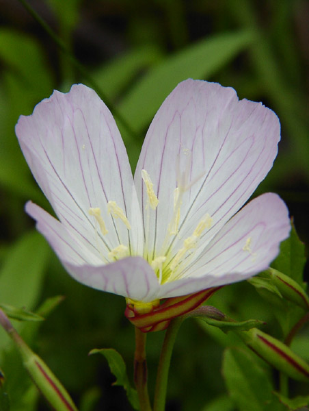 雨が止んだら荒地にお散歩_c0021726_2131930.jpg