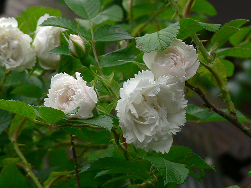 ホワイト グルーテンドルスト 薔薇だより