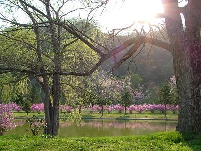 ”桜”を見たくて十勝へ・・。_a0057237_0142827.jpg