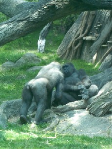 The Bronx Zoo(update)_d0005157_10403562.jpg