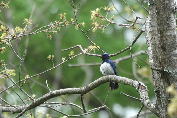 夏鳥に会いに･････山梨～信州へ_c0024365_2240125.jpg