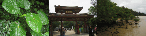 Feel Okinawa No.11_d0014408_13324559.gif