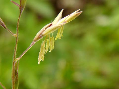 クマザサの花_b0028336_21281942.jpg