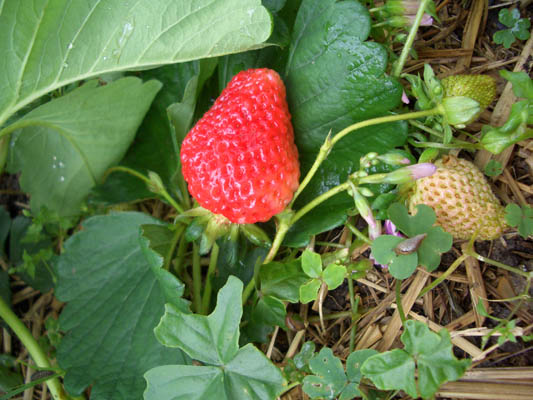 e0020945_14543827.jpg
