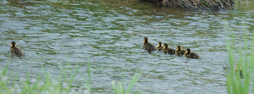 マガモの雛・雛・雛・・_f0053272_21434633.jpg