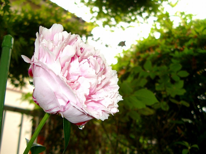 雨あがりの庭に　芍薬の花_f0083712_16241710.jpg