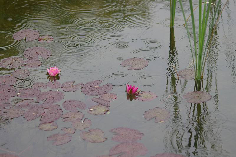 小雨の金沢城公園_d0043136_224063.jpg