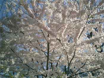 FlashBack#3 ~NYの春~_f0009746_850197.jpg
