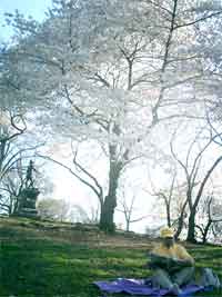 FlashBack#3 ~NYの春~_f0009746_8513894.jpg