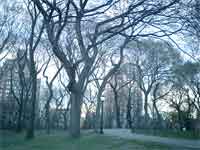 FlashBack#3 ~NYの春~_f0009746_891439.jpg