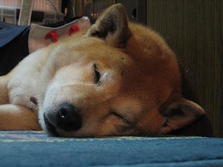 昼から・・・?_c0049950_23563776.jpg