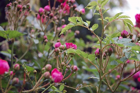 雨のあとの薔薇_b0021251_22484840.jpg