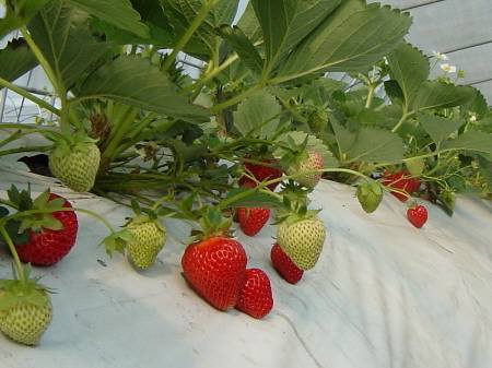 いちご狩り 北国の山小屋より