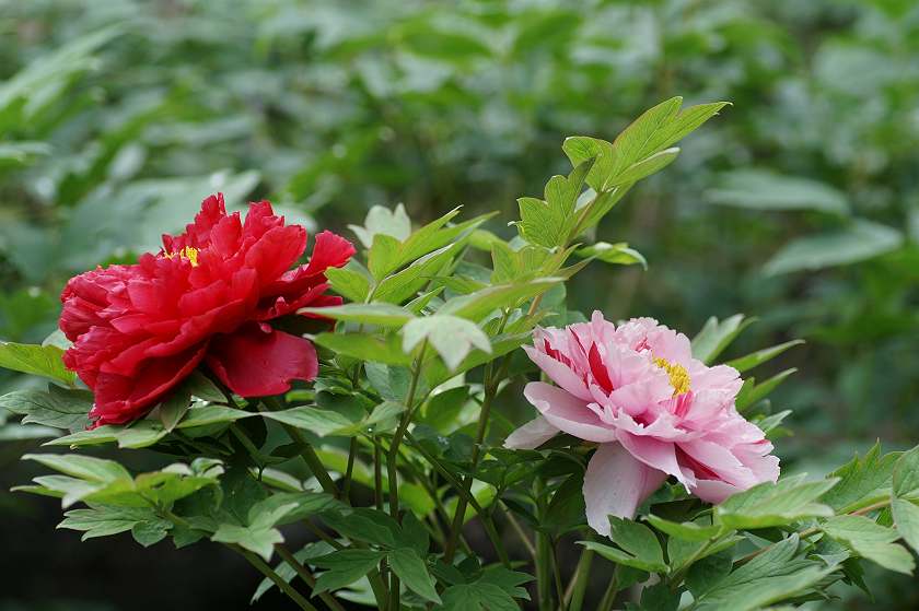 めでたい 芍薬 夢花 ３ 素敵に咲く花に永遠の命を