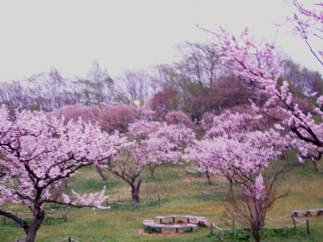 平岡梅林公園_f0075472_117199.jpg