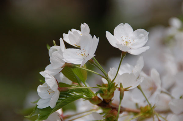 桜２題_d0067476_106225.jpg